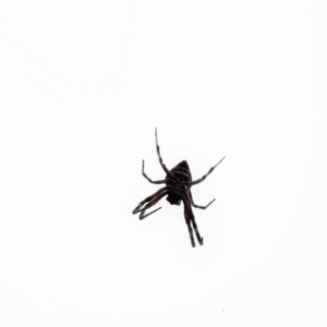 Hortophora sp. (genus) at Majura, ACT - 23 Jan 2017