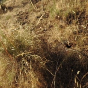 Austracantha minax at Canberra Central, ACT - 12 Jan 2017