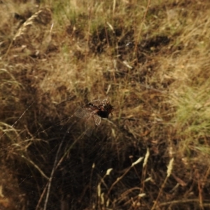 Austracantha minax at Canberra Central, ACT - 12 Jan 2017 12:00 AM