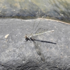 Diphlebia nymphoides (Arrowhead Rockmaster) at Kambah Pool - 4 Jan 2017 by Qwerty