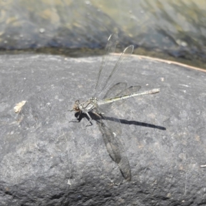 Diphlebia nymphoides at Kambah Pool - 5 Jan 2017 12:00 AM