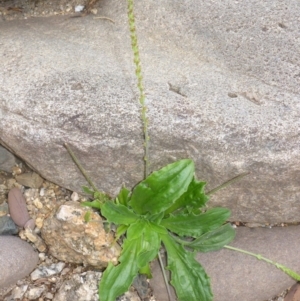 Plantago debilis at Brogo, NSW - 31 Dec 2016