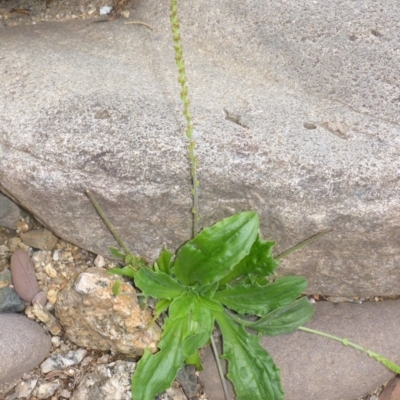 Plantago debilis (Shade Plantain) at Brogo, NSW - 30 Dec 2016 by JanetRussell