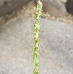 Plantago debilis at Brogo, NSW - 31 Dec 2016