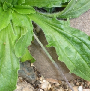 Plantago debilis at Brogo, NSW - 31 Dec 2016