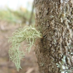 Usnea sp. (genus) (Bearded lichen) at Brogo, NSW - 1 Jan 2017 by JanetRussell