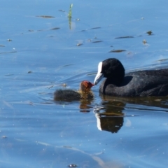 Fulica atra (Eurasian Coot) at Forde, ACT - 21 Jan 2017 by ChrisDavey