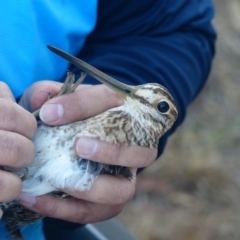 Gallinago hardwickii (Latham's Snipe) at Fyshwick, ACT - 28 Jan 2017 by ChrisDavey