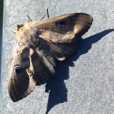 Dasypodia selenophora (Southern old lady moth) at Forde, ACT - 20 Jan 2017 by ChrisDavey