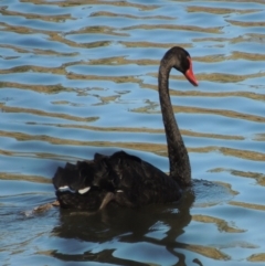 Cygnus atratus (Black Swan) at Paddys River, ACT - 16 Jan 2017 by MichaelBedingfield