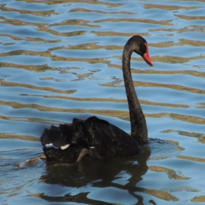 Cygnus atratus (Black Swan) at Gigerline Nature Reserve - 16 Jan 2017 by michaelb