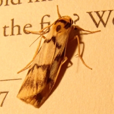 Tigrioides alterna (Alternating Footman) at Barragga Bay, NSW - 31 Jan 2017 by narelle