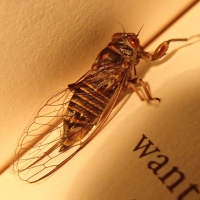 Popplepsalta sp. (Cicada) at Barragga Bay, NSW - 30 Jan 2017 by narelle