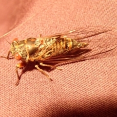 Popplepsalta sp. at Barragga Bay, NSW - 31 Jan 2017