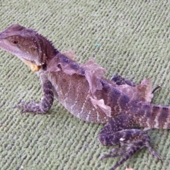 Intellagama lesueurii howittii (Gippsland Water Dragon) at Four Winds Bioblitz Reference Sites - 30 Jan 2017 by narelle