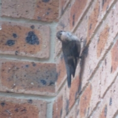 Cormobates leucophaea at Greenleigh, NSW - 30 Jan 2017 07:57 PM