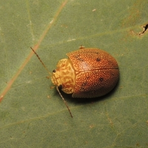 Paropsis atomaria at Tharwa, ACT - 28 Jan 2017 10:44 PM