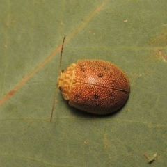 Paropsis atomaria at Tharwa, ACT - 28 Jan 2017 10:44 PM