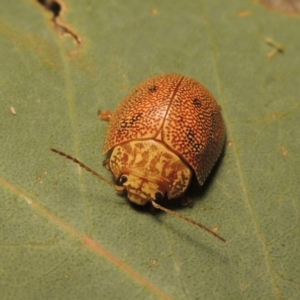 Paropsis atomaria at Tharwa, ACT - 28 Jan 2017 10:44 PM