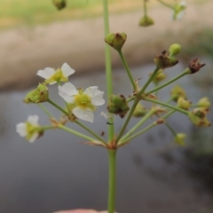 Alisma plantago-aquatica (Water Plantain) at Paddys River, ACT - 30 Jan 2017 by MichaelBedingfield