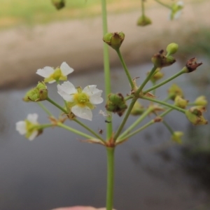 Alisma plantago-aquatica at Paddys River, ACT - 30 Jan 2017 07:31 PM