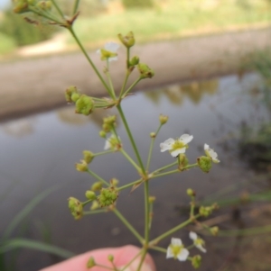 Alisma plantago-aquatica at Paddys River, ACT - 30 Jan 2017 07:31 PM