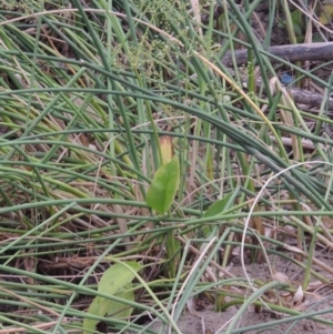 Alisma plantago-aquatica at Paddys River, ACT - 30 Jan 2017 07:31 PM