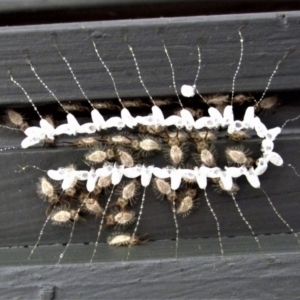 Nymphes myrmeleonoides at Cook, ACT - 31 Jan 2017