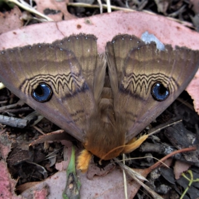 Dasypodia selenophora (Southern old lady moth) at Belconnen, ACT - 30 Jan 2017 by CathB