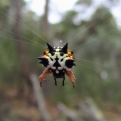 Austracantha minax (Christmas Spider, Jewel Spider) at Aranda Bushland - 24 Jan 2017 by CathB