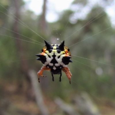 Austracantha minax (Christmas Spider, Jewel Spider) at Aranda Bushland - 25 Jan 2017 by CathB