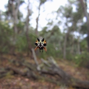 Austracantha minax at Undefined Area - 25 Jan 2017 07:28 AM