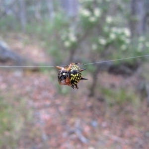 Austracantha minax at Undefined Area - 25 Jan 2017 07:28 AM