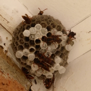 Polistes (Polistella) humilis at Isaacs, ACT - 31 Jan 2017 12:00 PM