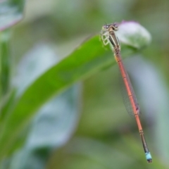 Ischnura aurora (Aurora Bluetail) at Murrumbateman, NSW - 30 Jan 2017 by SallyandPeter