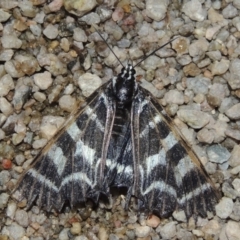 Comocrus behri (Mistletoe Day Moth) at Point Hut to Tharwa - 30 Jan 2017 by michaelb