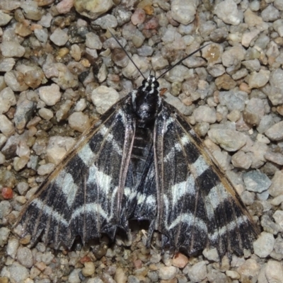 Comocrus behri (Mistletoe Day Moth) at Point Hut to Tharwa - 30 Jan 2017 by michaelb