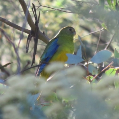 Neophema pulchella (Turquoise Parrot) at Booth, ACT - 29 Jan 2017 by OllieOrgill