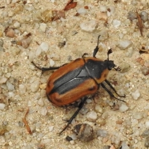 Chondropyga dorsalis at Cotter River, ACT - 31 Jan 2017