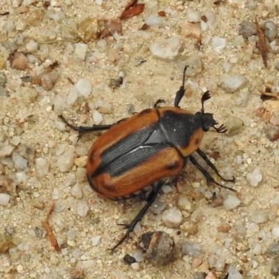 Chondropyga dorsalis (Cowboy beetle) at Namadgi National Park - 30 Jan 2017 by JohnBundock