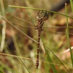 Austroaeschna unicornis (Unicorn Darner) at Paddys River, ACT - 31 Jan 2017 by JohnBundock