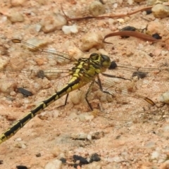 Austrogomphus guerini (Yellow-striped Hunter) at Paddys River, ACT - 31 Jan 2017 by JohnBundock