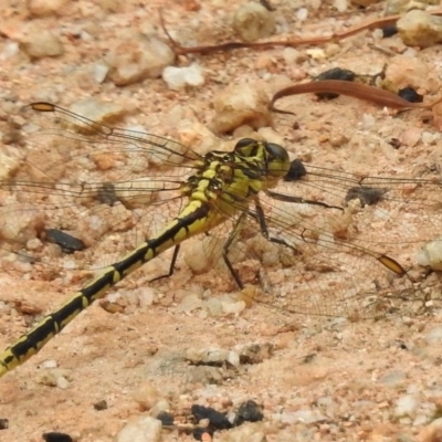 Austrogomphus guerini (Yellow-striped Hunter) at Tidbinbilla Nature Reserve - 31 Jan 2017 by JohnBundock