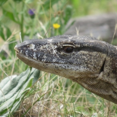 Varanus rosenbergi (Heath or Rosenberg's Monitor) at Booth, ACT - 13 Jan 2017 by OllieOrgill