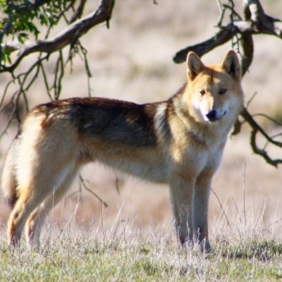 Canis lupus (Dingo / Wild Dog) at Namadgi National Park - 14 Jun 2009 by OllieOrgill