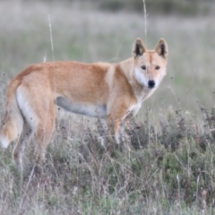 Canis lupus (Dingo / Wild Dog) at Rendezvous Creek, ACT - 23 Feb 2010 by OllieOrgill