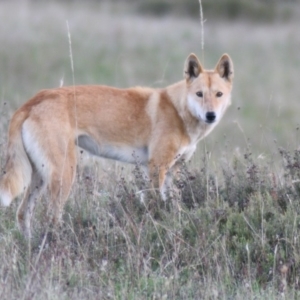 Canis lupus at Rendezvous Creek, ACT - 23 Feb 2010 06:32 PM