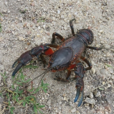 Euastacus sp. (genus) (Spiny crayfish) at Tennent, ACT - 21 Nov 2015 by OllieOrgill