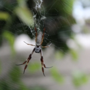 Trichonephila edulis at Kaleen, ACT - 9 Jan 2017 06:22 PM