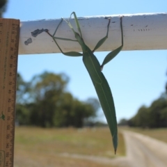 Tropidoderus childrenii (Children's stick-insect) at O'Connor Ridge to Gungahlin Grasslands - 27 Jan 2017 by maura